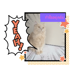 cat stickers2561