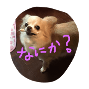 Chihuahua RINGO