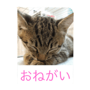 mix cat yuzu