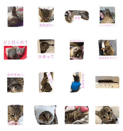 mix cat yuzu