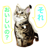 neko suko