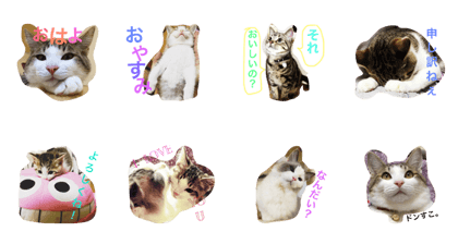 neko suko