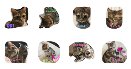 CAT528