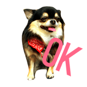 Chiwawa's 0621