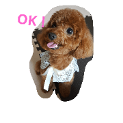 dog aii