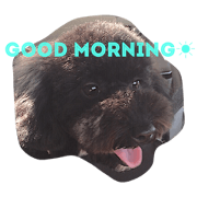 Kuu-chan of toy poodle
