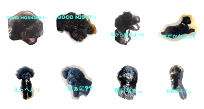 Kuu-chan of toy poodle