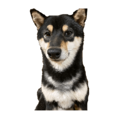 RINGO_20210727174704