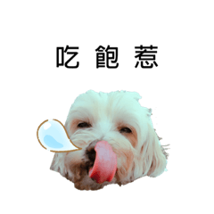 超能狗狗來你家