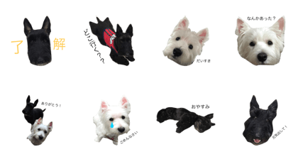 Scotch and Westie