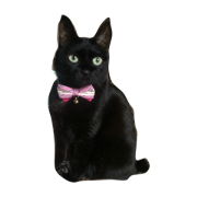 Black cat Mee-chan