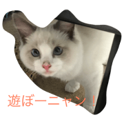white cat is O-chan