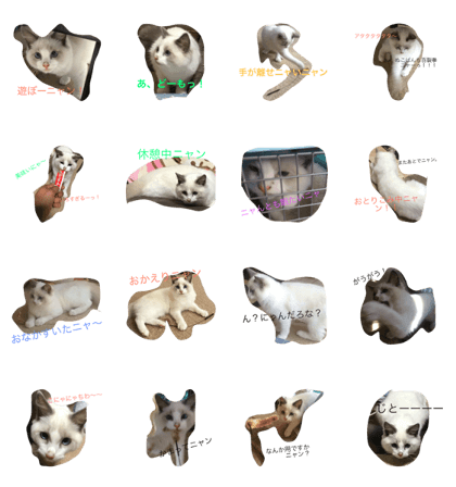white cat is O-chan