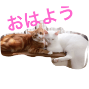 kojitorakyodai