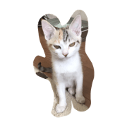 my cat name