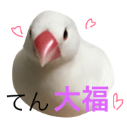 TEN of a white bird
