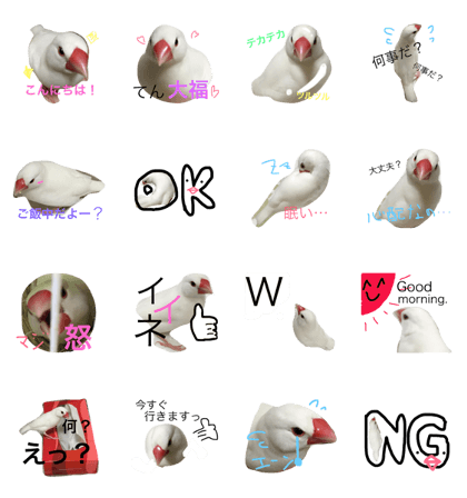 TEN of a white bird