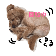 pinomoko