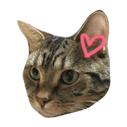 Cocota's cats