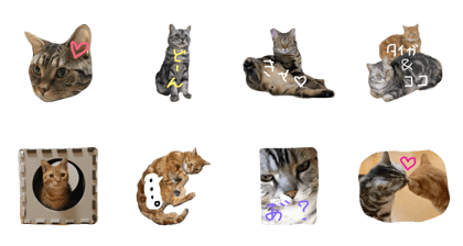 Cocota's cats