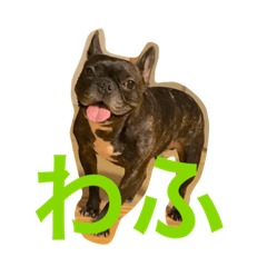 ["French Bull "KOMARU""]