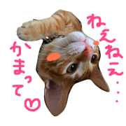 YogiYogi