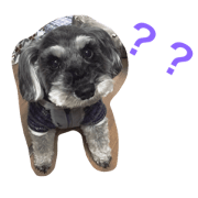 Schnauzer chan