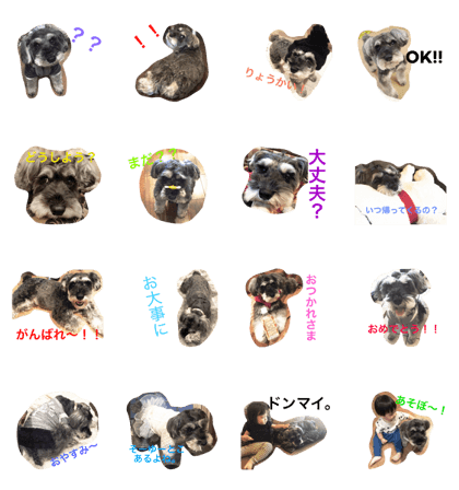 Schnauzer chan