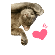 Graycat greo