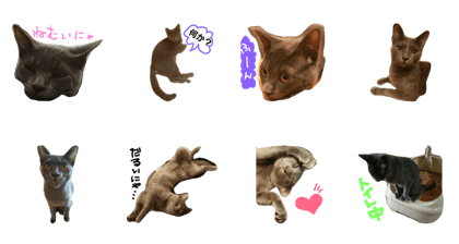 Graycat greo
