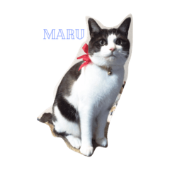 maru.muku.kin