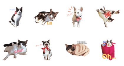 maru.muku.kin