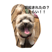 my lovely little dogs