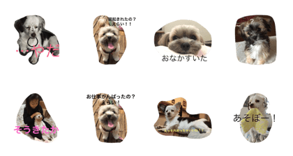 my lovely little dogs