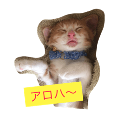 cute kittens in japan