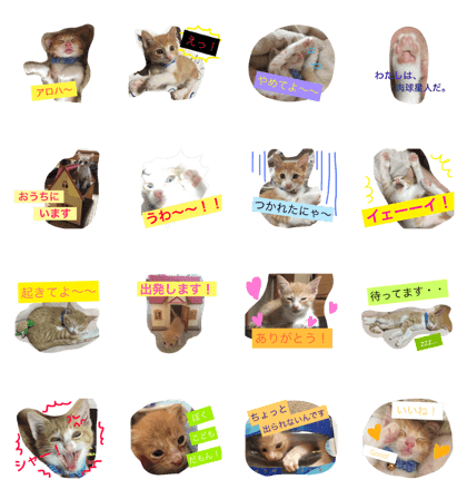 cute kittens in japan