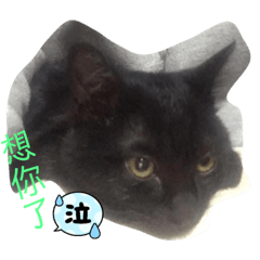 貓咪團