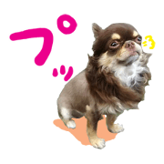 Chihuahua Shocola rion cut