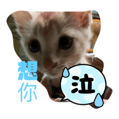 無辜的貓貓