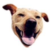 yellow dog 3