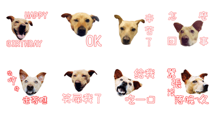 yellow dog 3