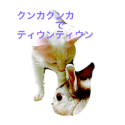 team 3 cat