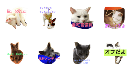 team 3 cat