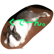Mr.land#rabbit#land#bunny