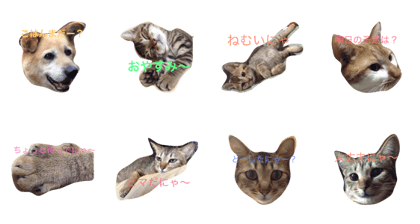 rinrincat