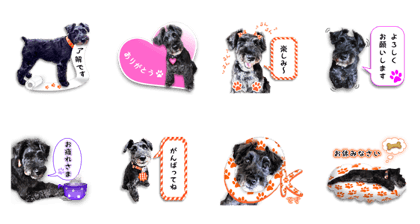 Daily life of black M-schnauzer Meg
