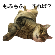meow meow Nyanoshin