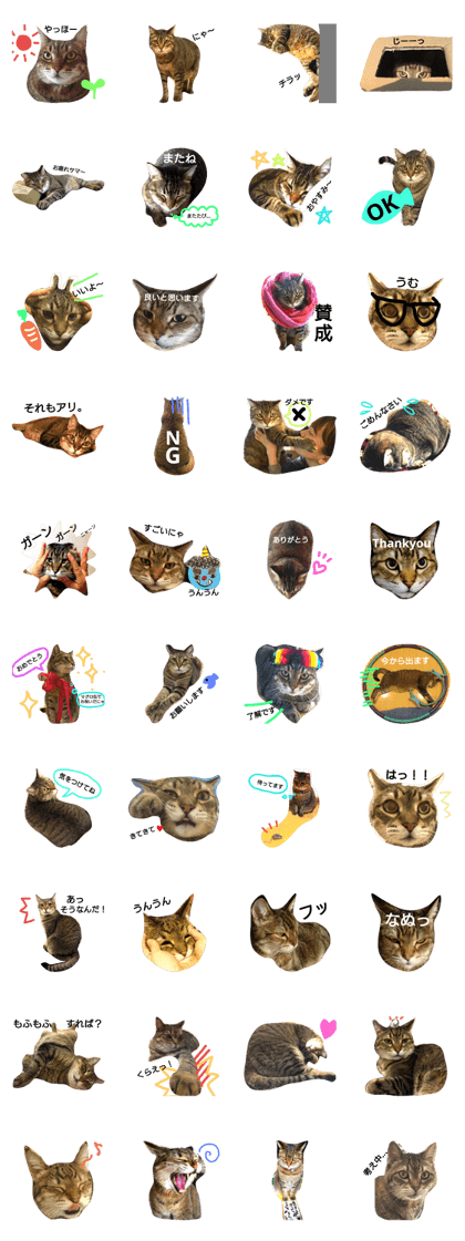 meow meow Nyanoshin