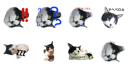 cat-talk(black&white)