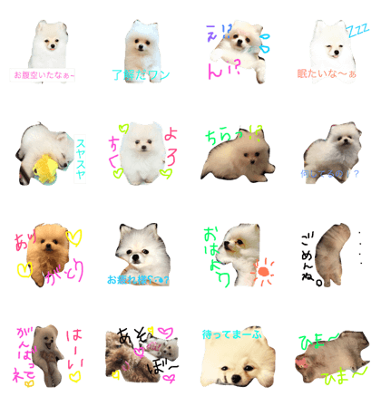 milion pomeranian